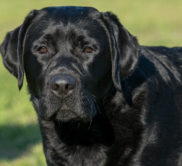 labrador retriever all colors