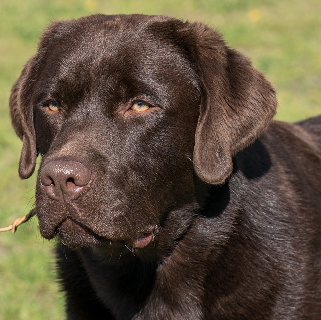 labrador retriever all colors