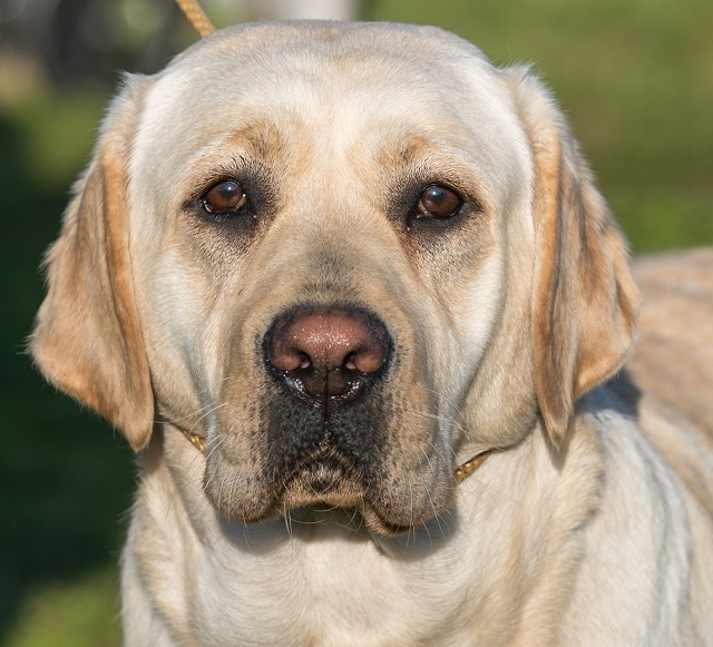 Yellow Labrador Retriever