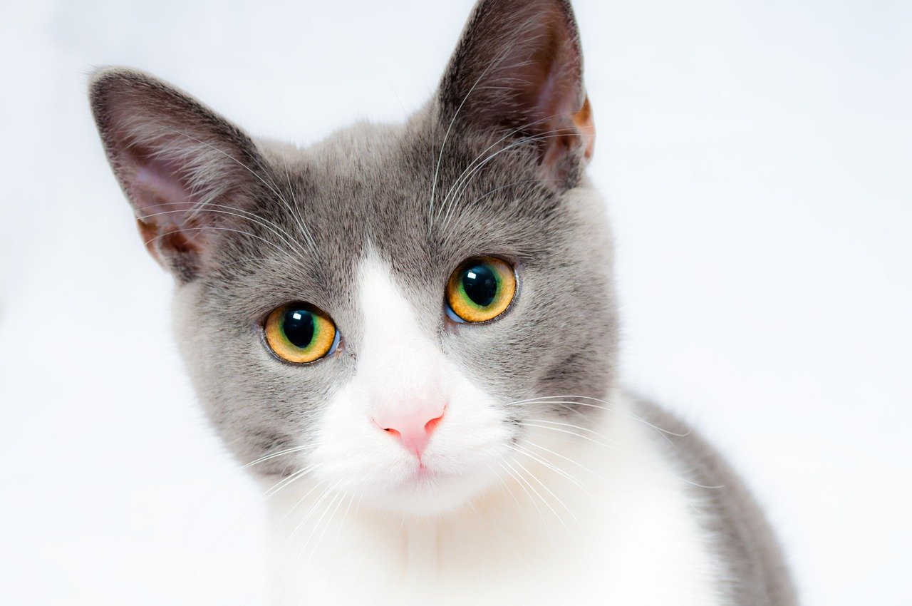 Grey and white cat