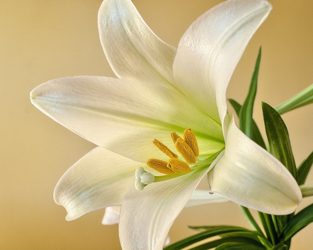 Picture of an Easter lily
