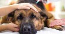 Vaccine store granuloma dog