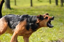 Anxiety and 2025 aggression in dogs