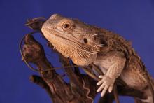 Bearded Dragon Husbandry and Preventative Healthcare - Stahl Exotic Animal  Veterinary Services