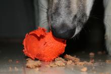 Abnormal Eating Habits in Dogs | Animal Health Topics / School of Veterinary Medicine Abnormal Eating Habits in Dogs | Animal Health Topics / School of Veterinary Medicine