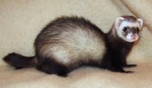 Emergency ferret vet sales