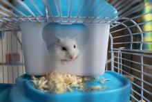 How Long Do Hamsters Live?  Hamster live, Small pets, Hamster