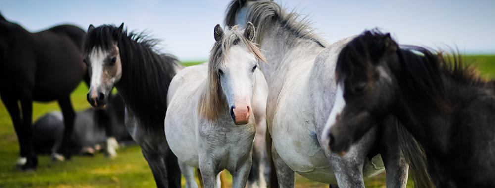 Horses in field