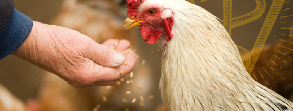 A hand feeding a chicken grain.