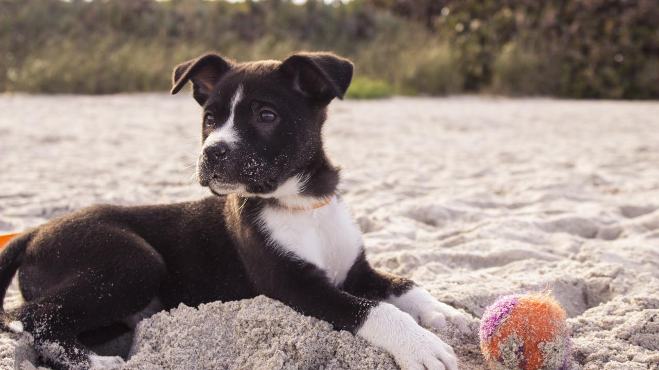 Animal Health Topics Gallery