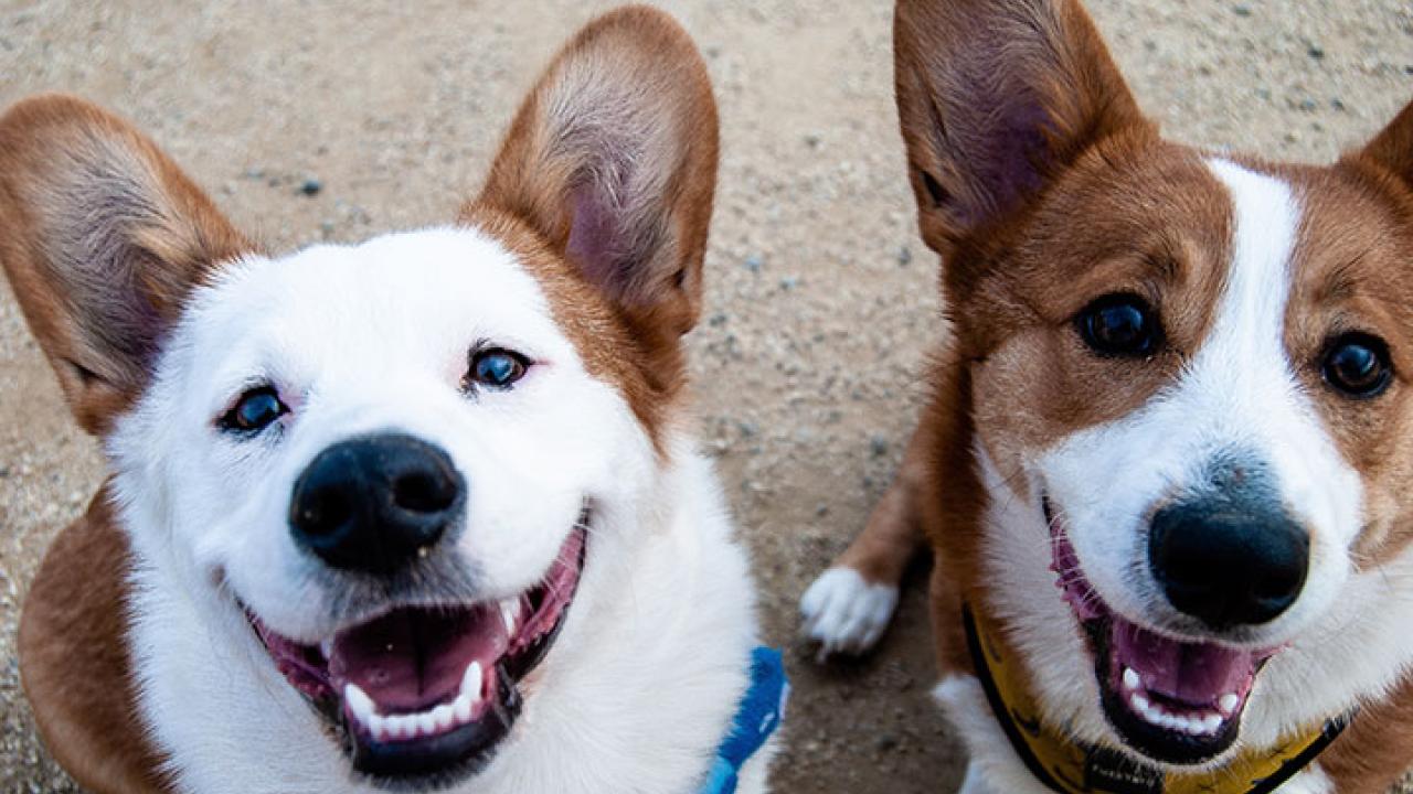 2 Smiling Dogs