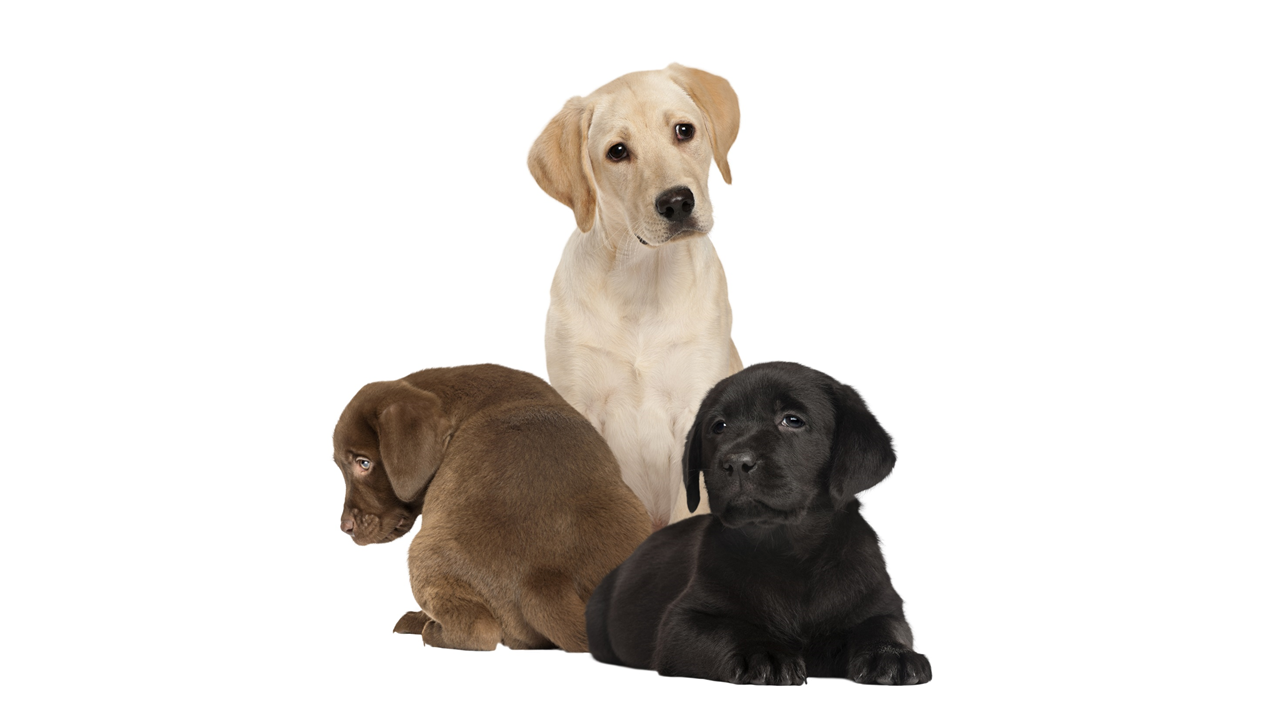 Yellow, chocolate and black Labrador Retriever puppies
