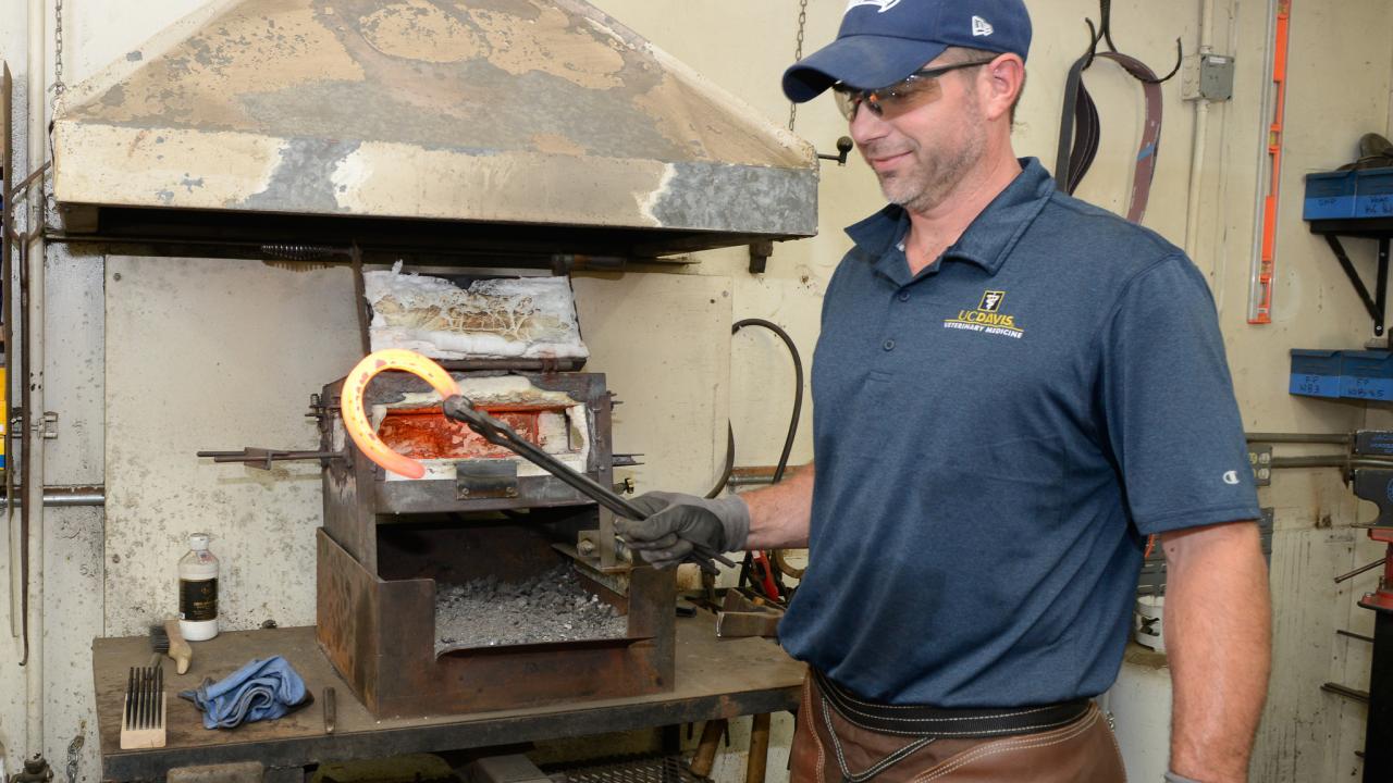 Shane Westman, farrier