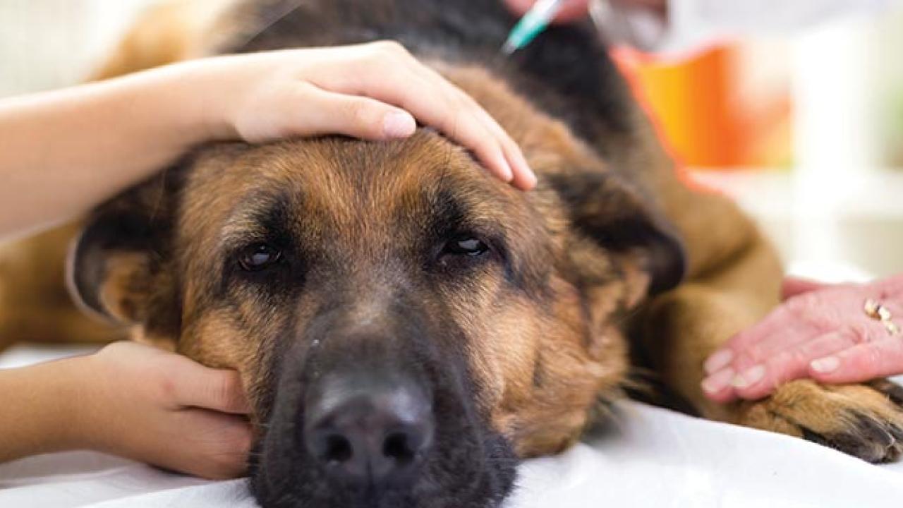 Vaccination Guidelines For Dogs And Cats School Of Veterinary Medicine