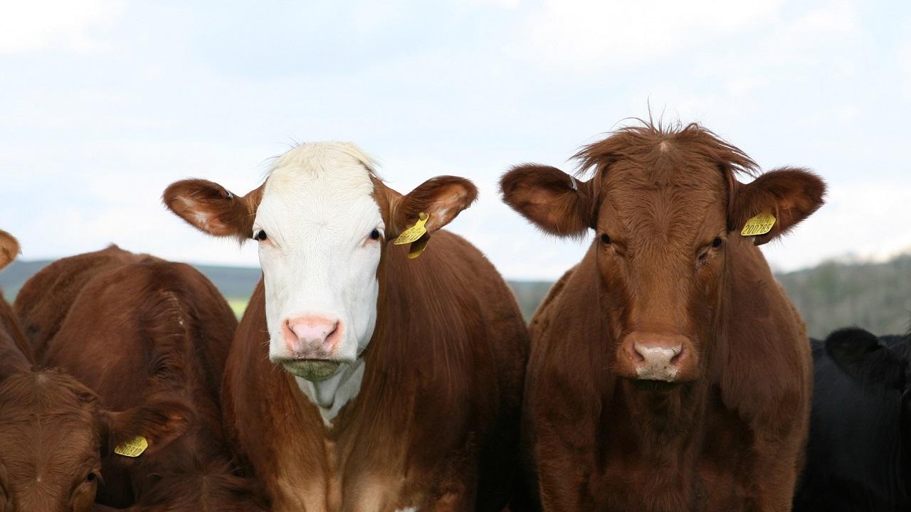 Closeup of two cattle standing in a herd