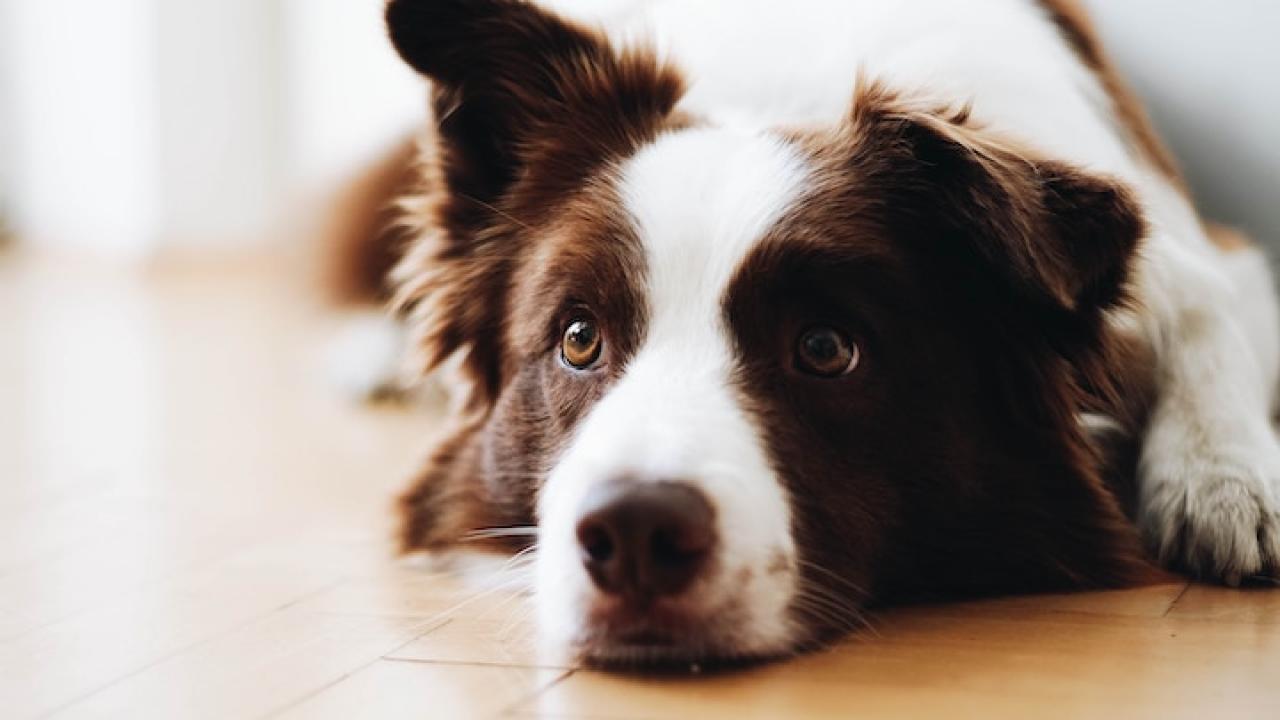 brown border collie