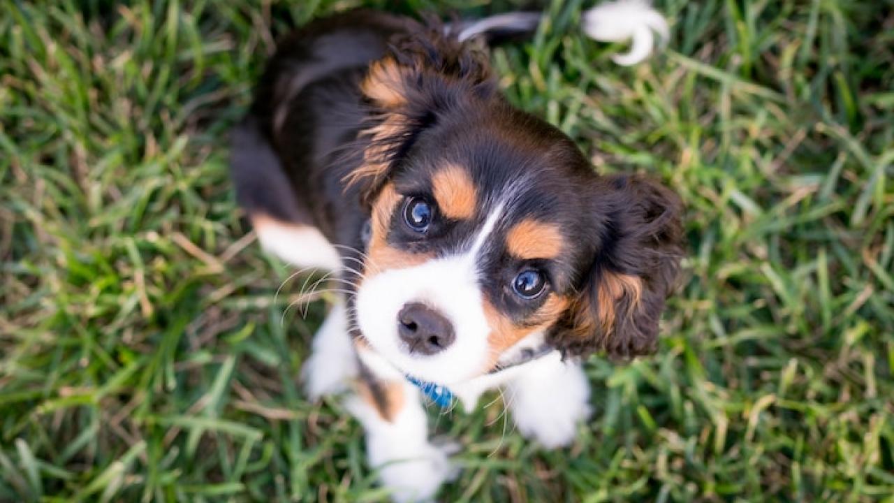 puppy