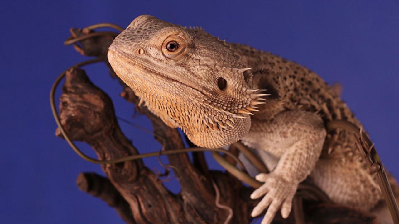 Bearded Dragon Care School Of Veterinary Medicine