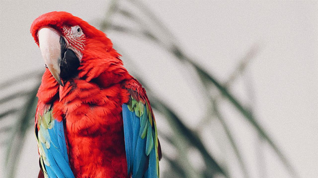 Tropical Bird