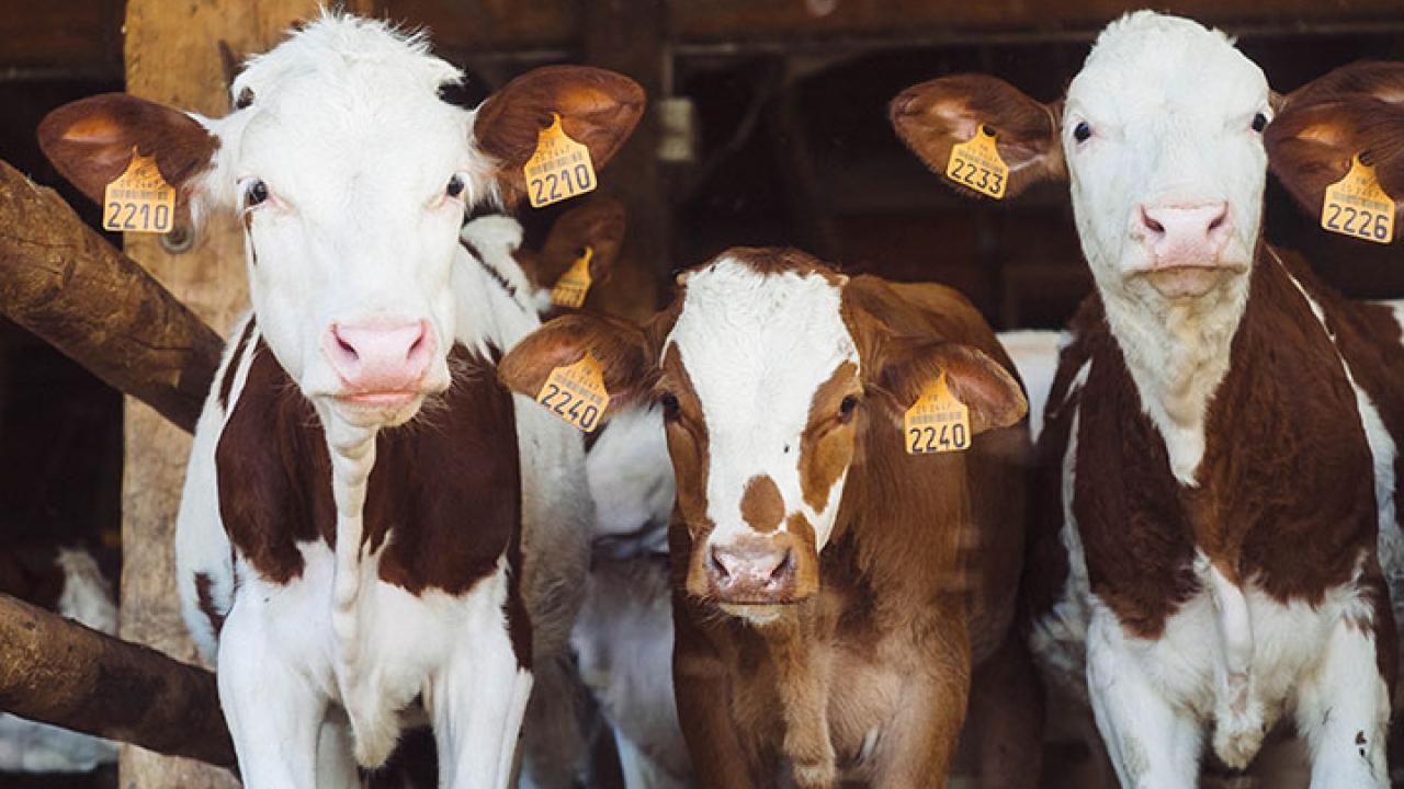 Calving: Ten Tips for a Trouble-Free Calving Season