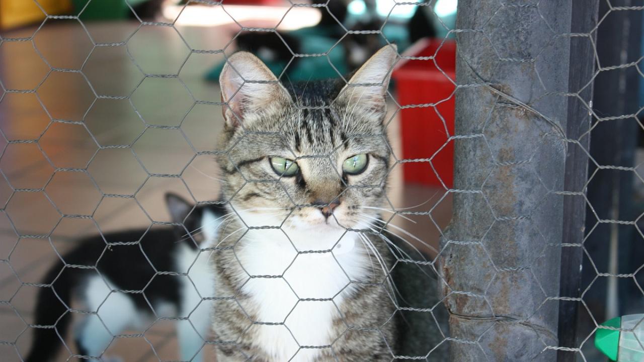 cat in kennel