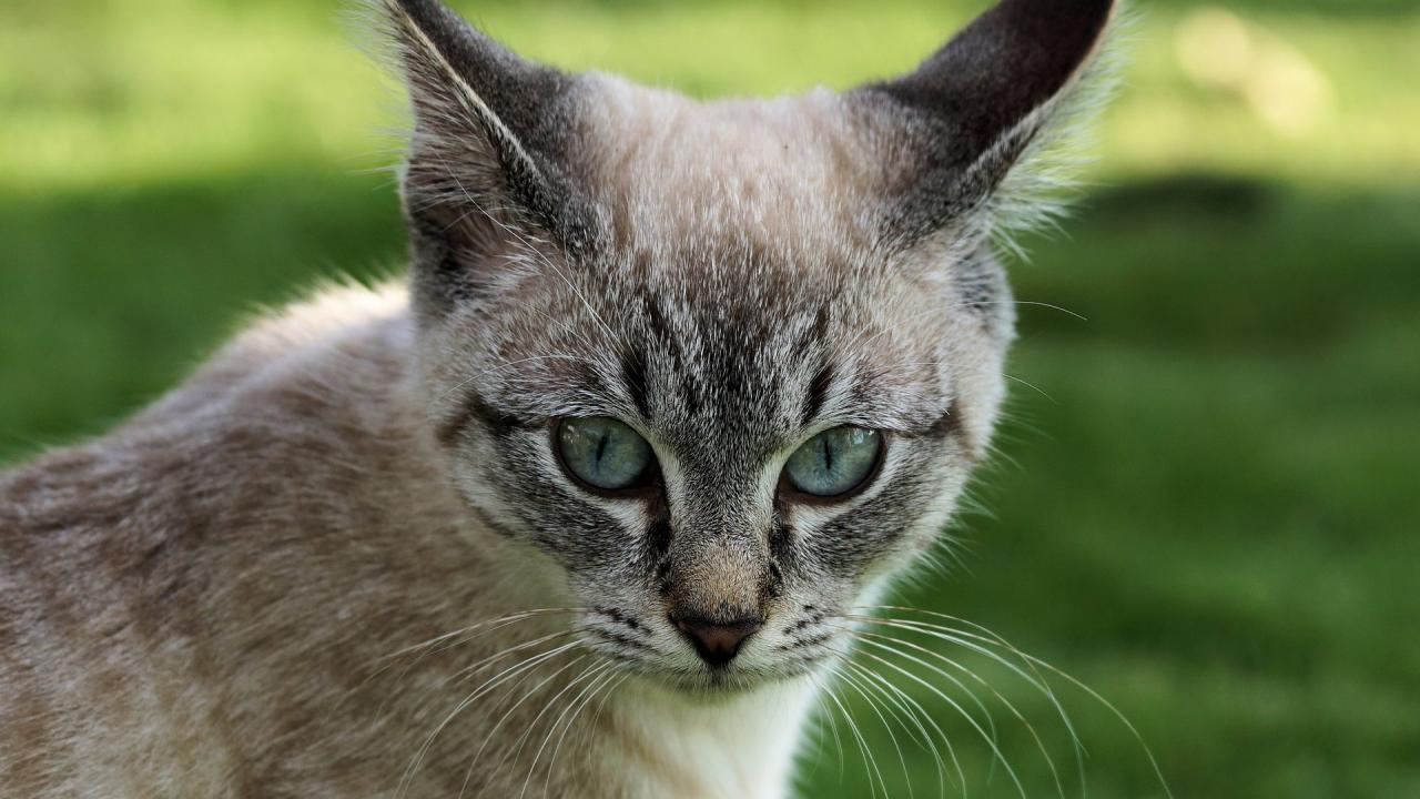 diabetes cat UC Davis veterinary