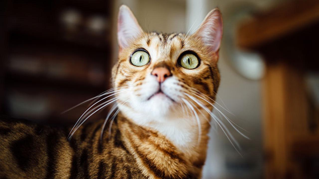 Cat with beautiful eyes