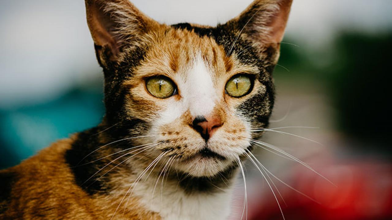 Cat with lovely eyes