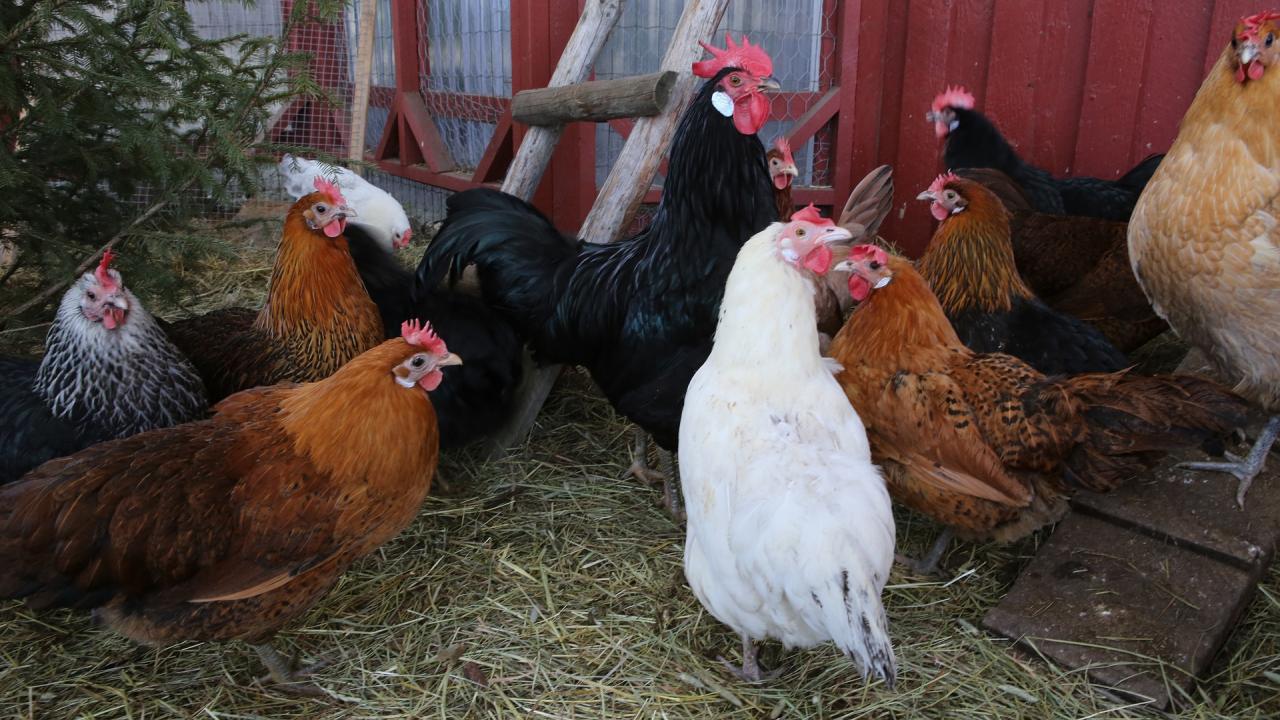 flock of chickens