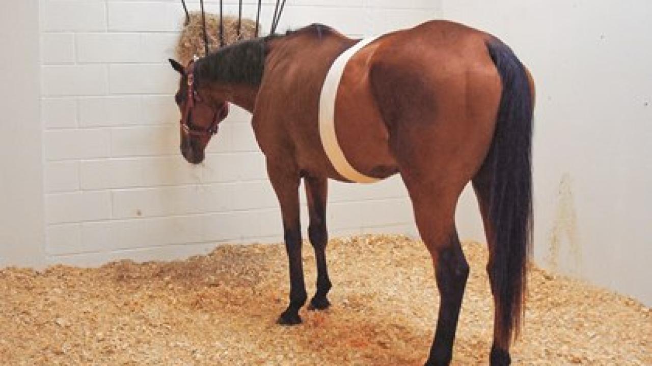 horse recovering from colic