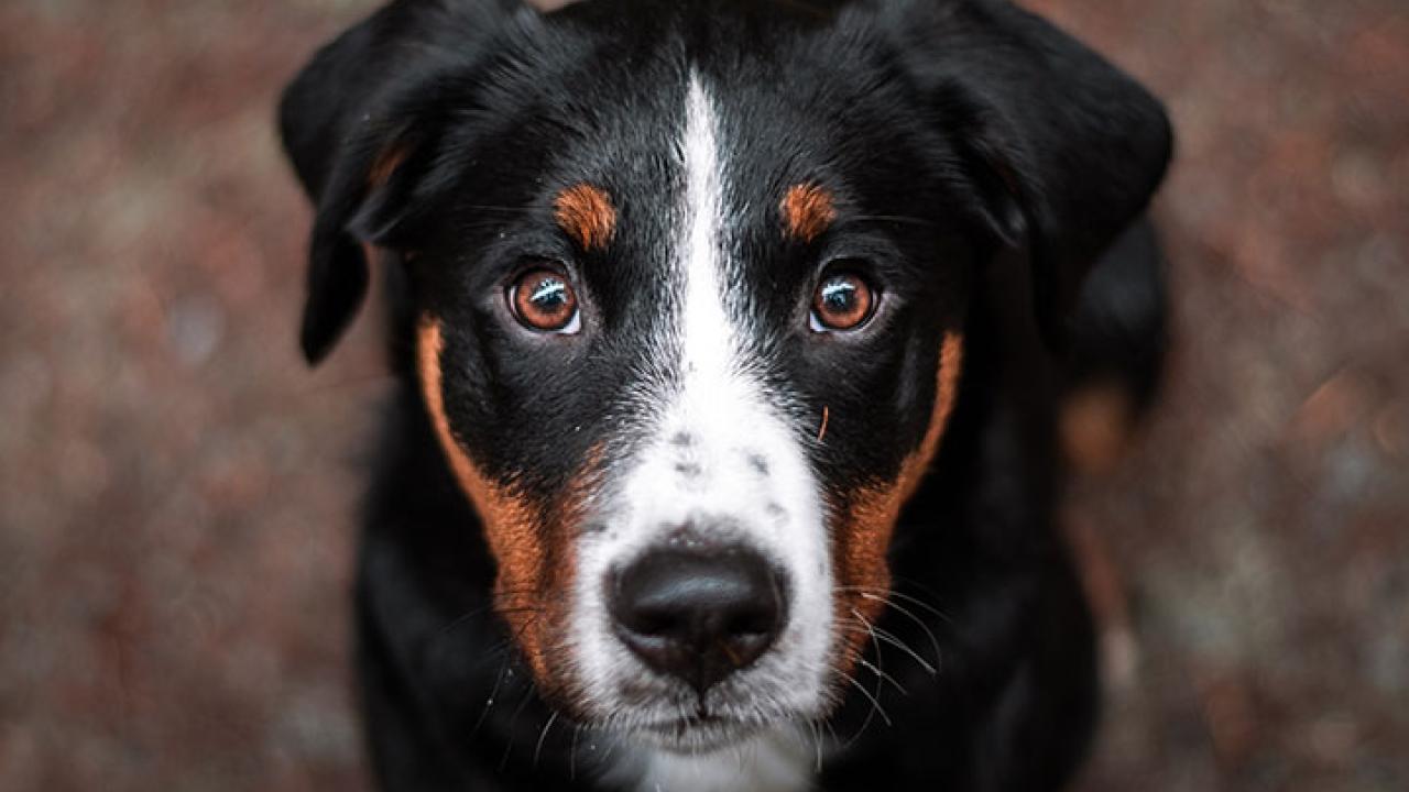 Concerned looking dog