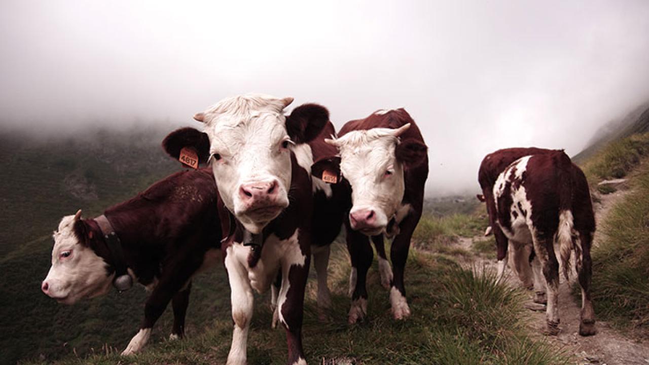 Understanding Lice Infestation in Cattle