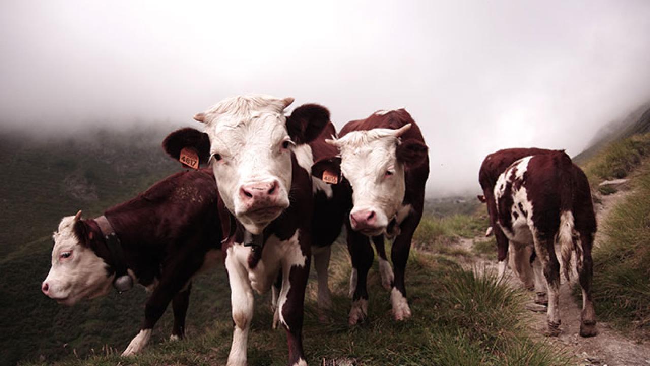 Understanding Lice Infestation in Cattle