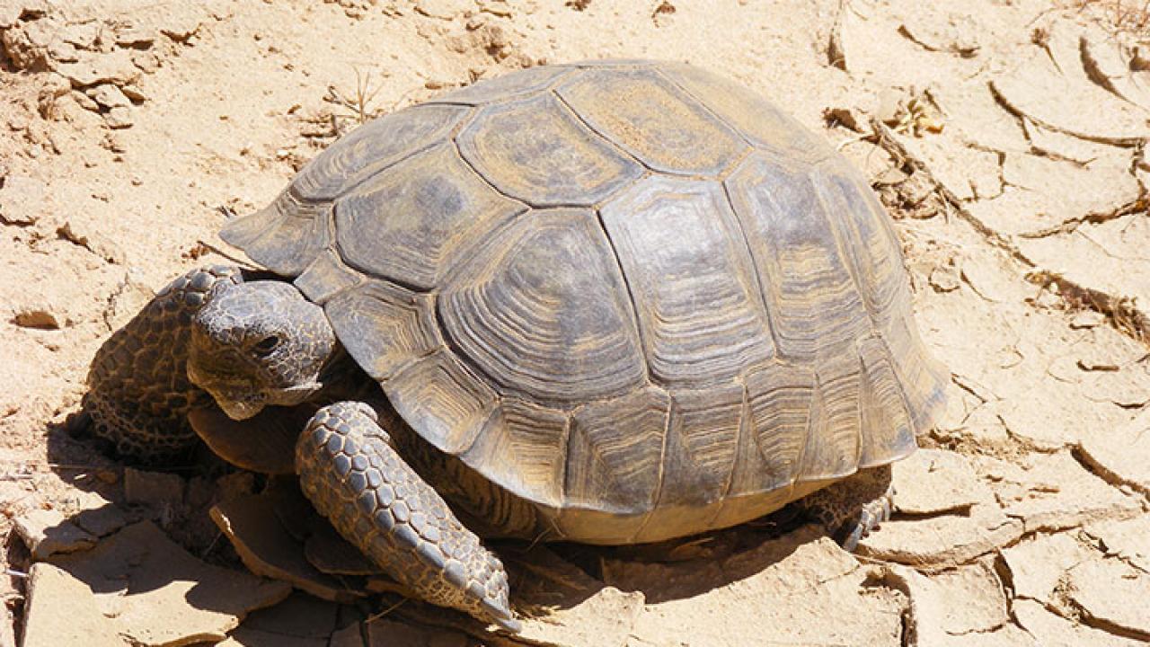 Tortoise in his element