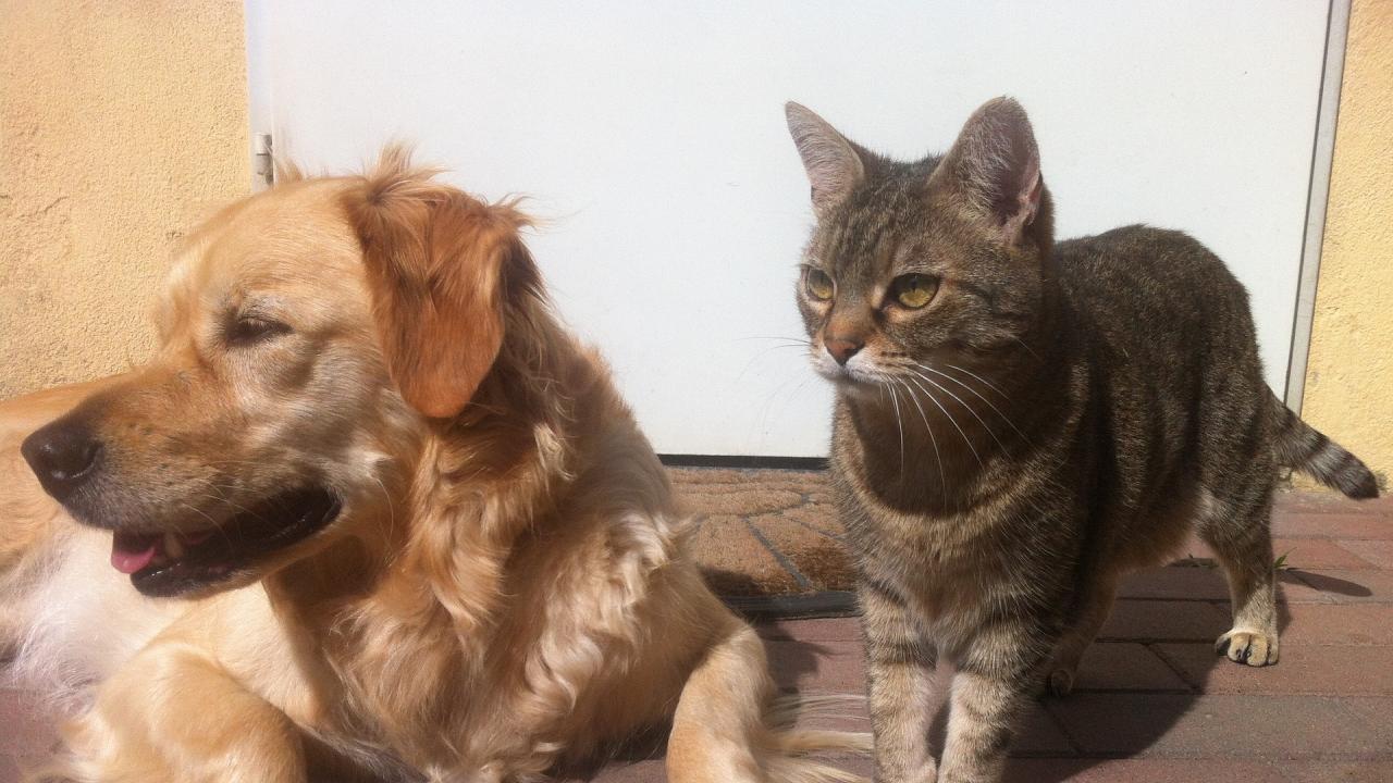 Dog and cat