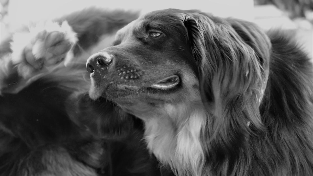 Dog scratching