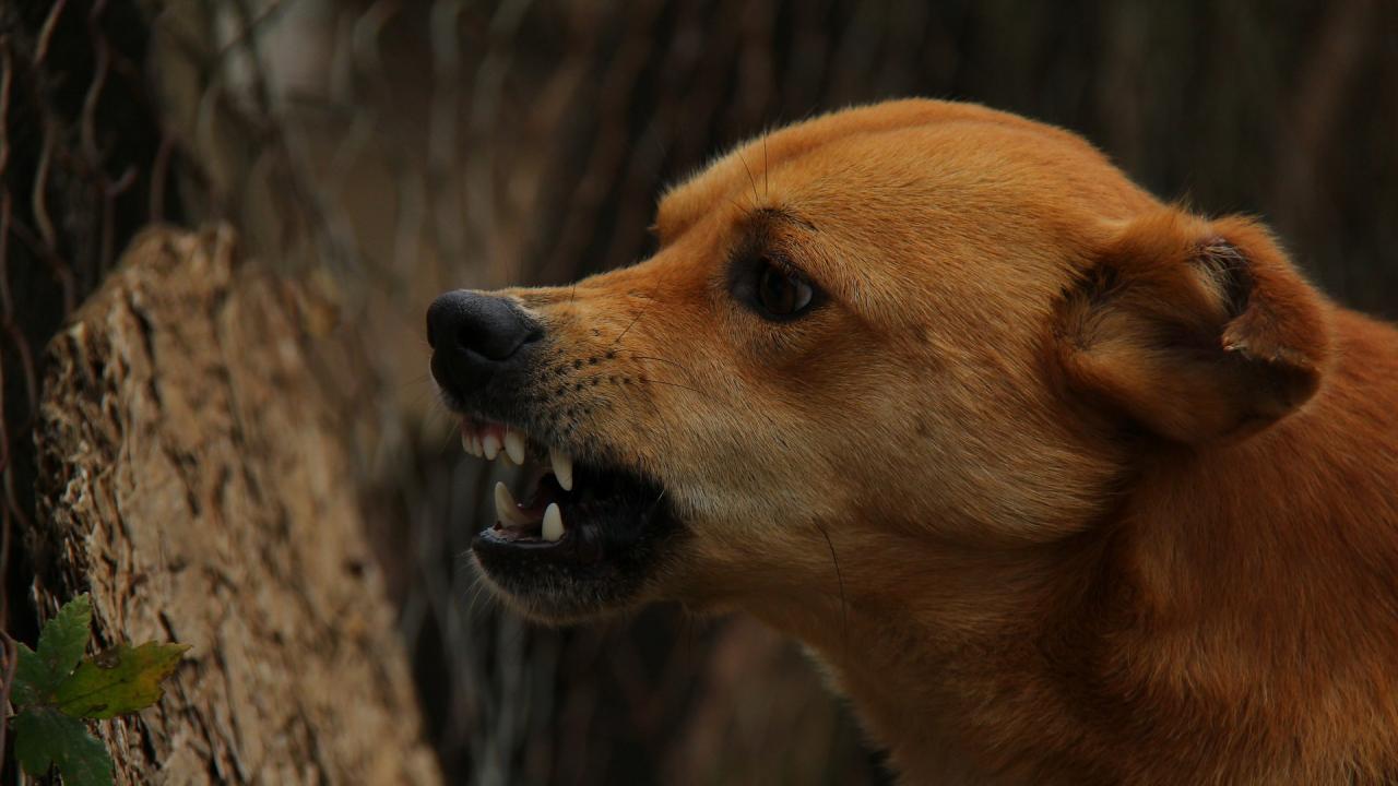 Angry dog