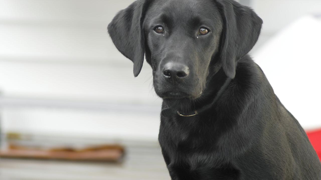 diabetes dog UC Davis veterinary