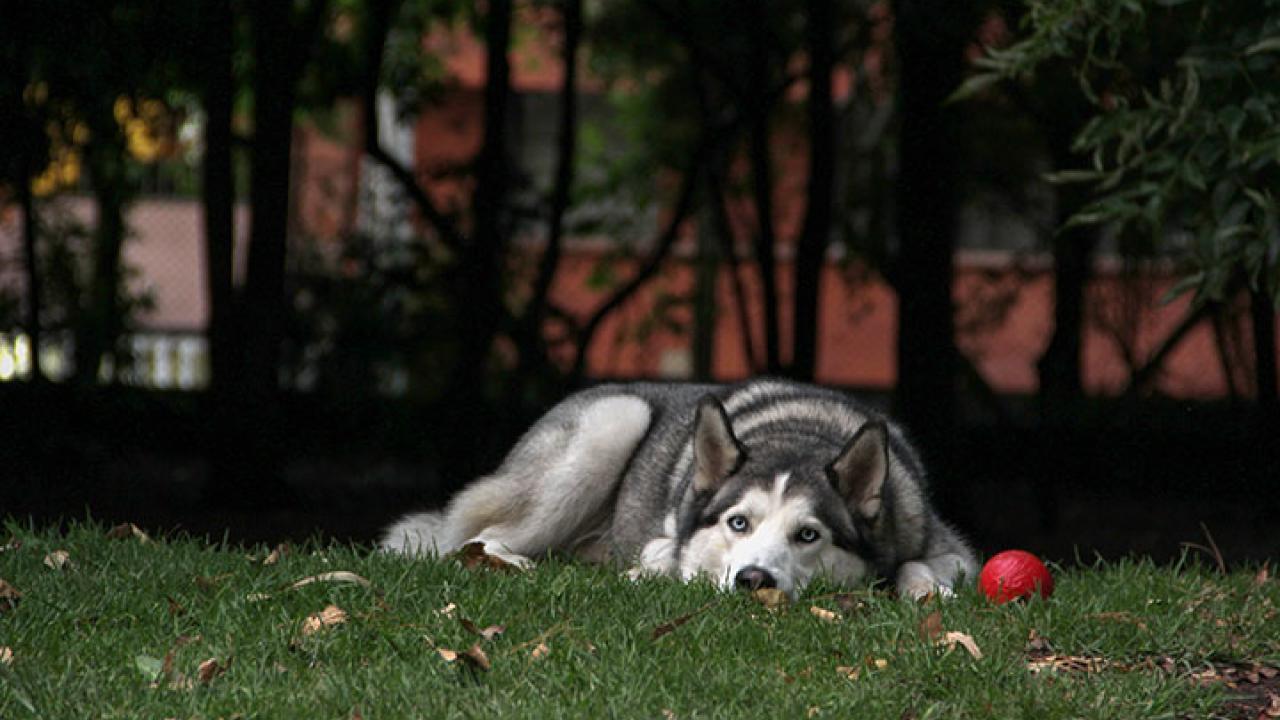 Dog and Ball