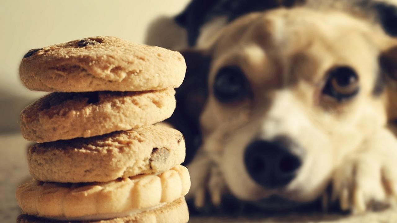 Treat guidelines for dogs