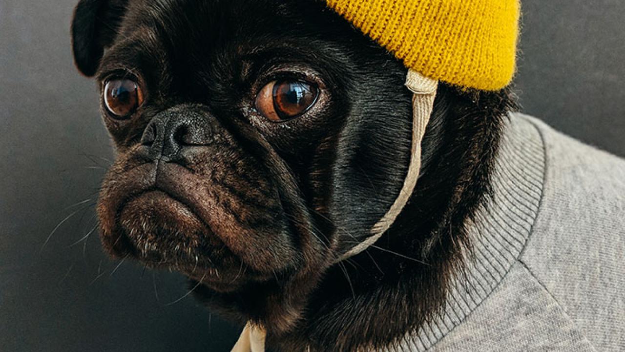 Dog in a hat
