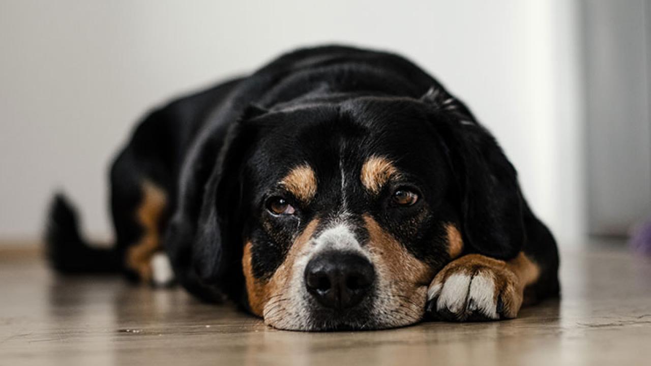 Dog Laying Down