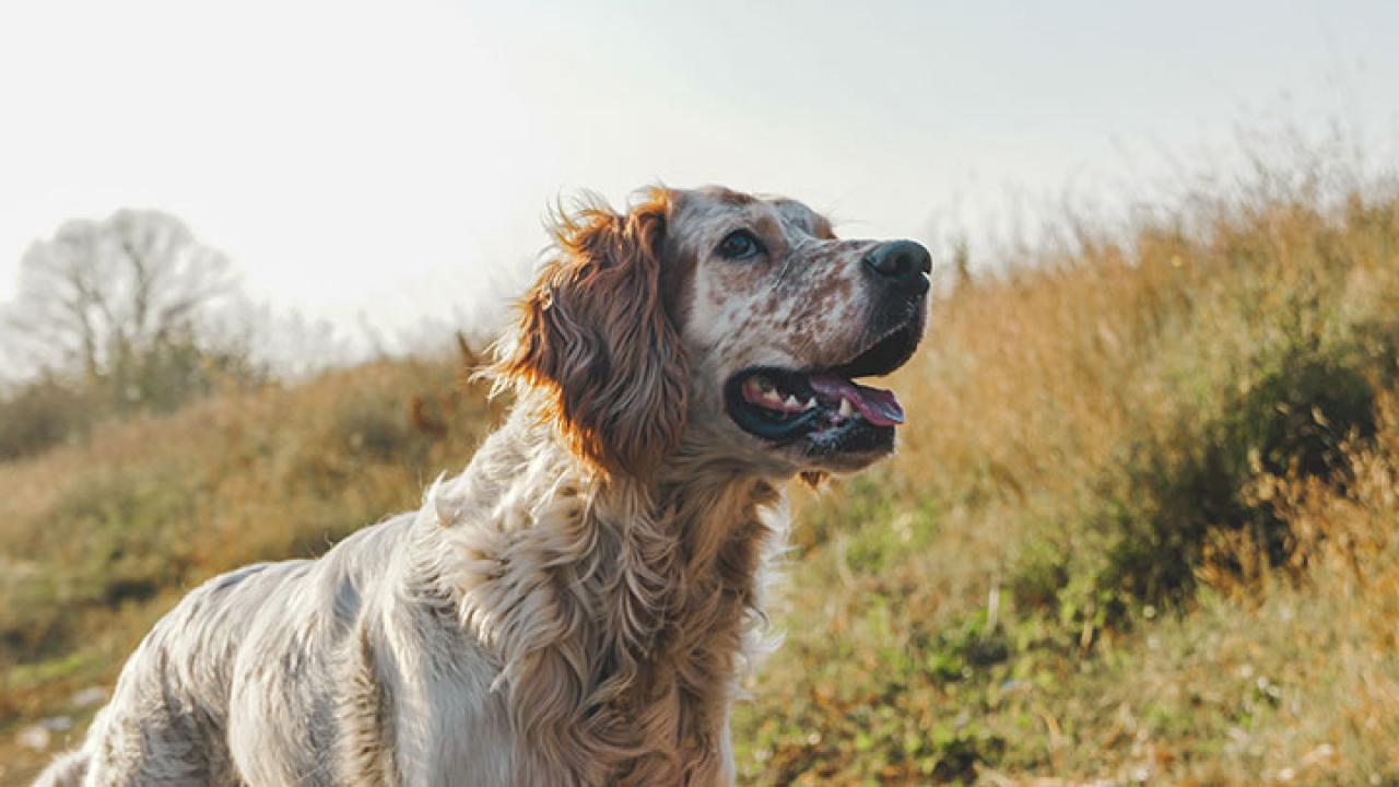 Dog on a Hill