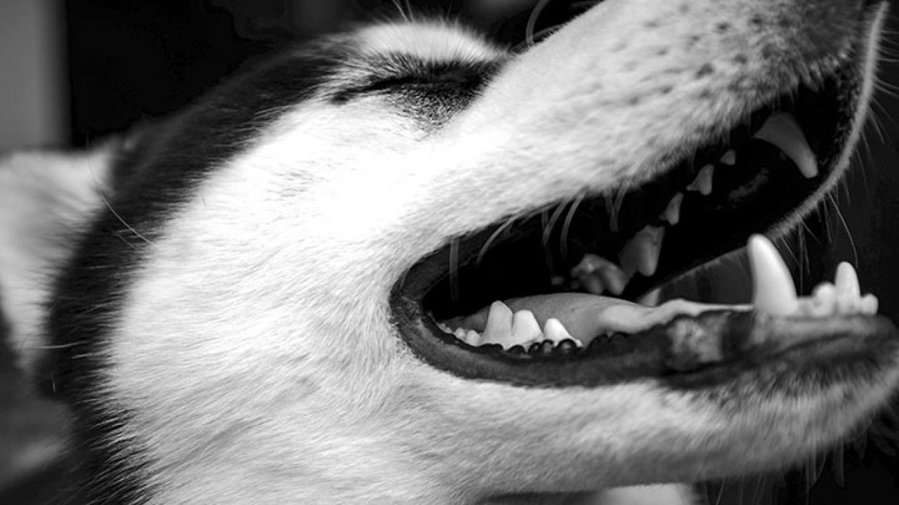 Smiling Dog