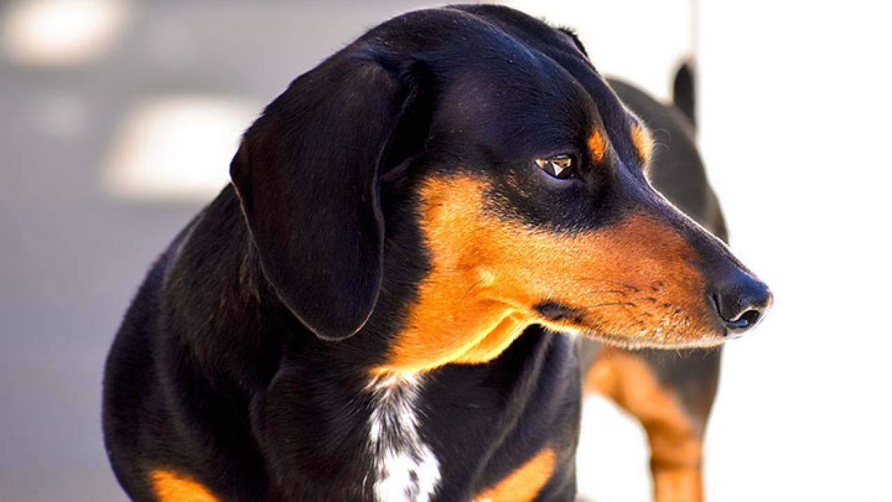 Dog looking sideways