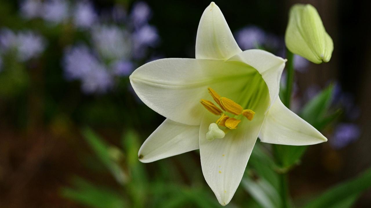 image of an Easter lily
