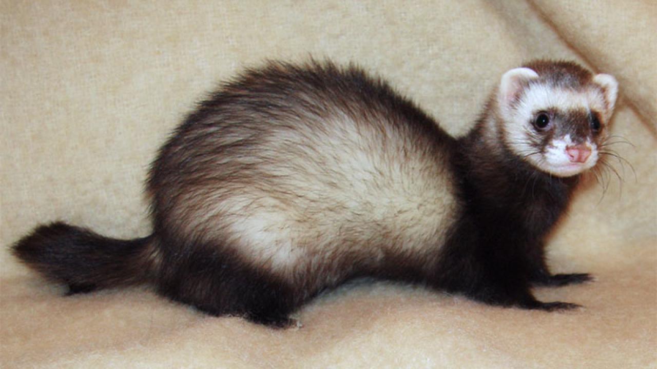 our generation ferret