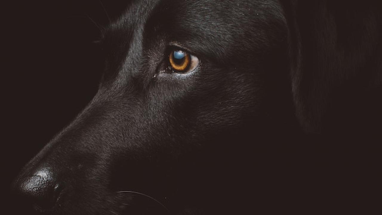 black lab 