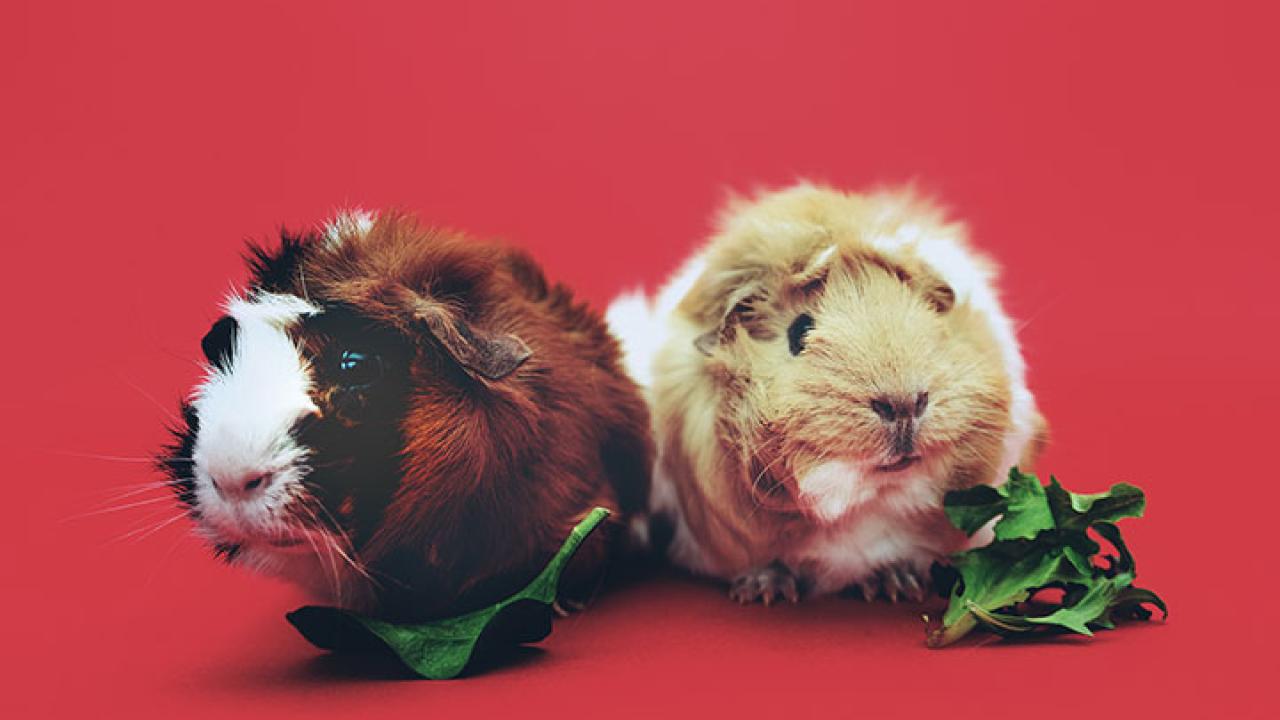 Healthy Shopping Guide for Guinea Pigs
