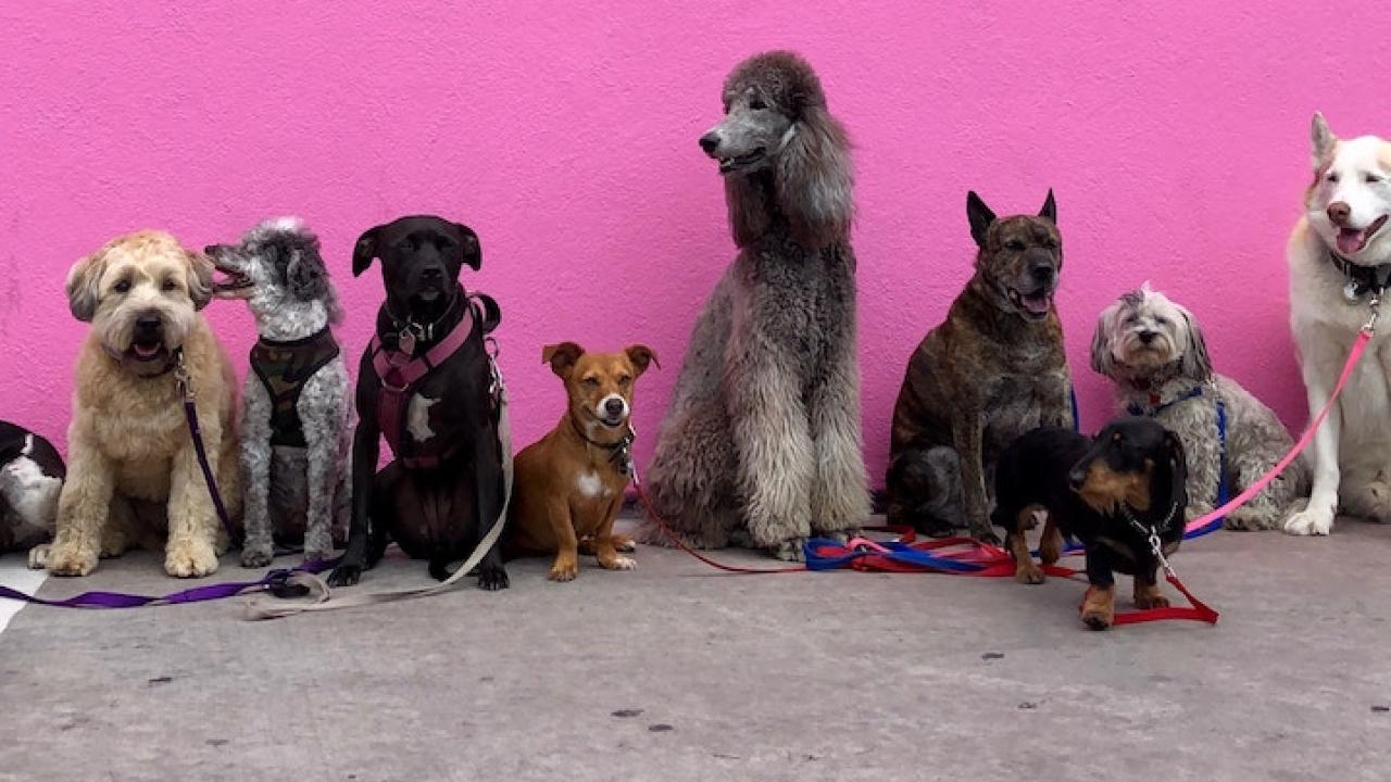 dogs by a pink wall